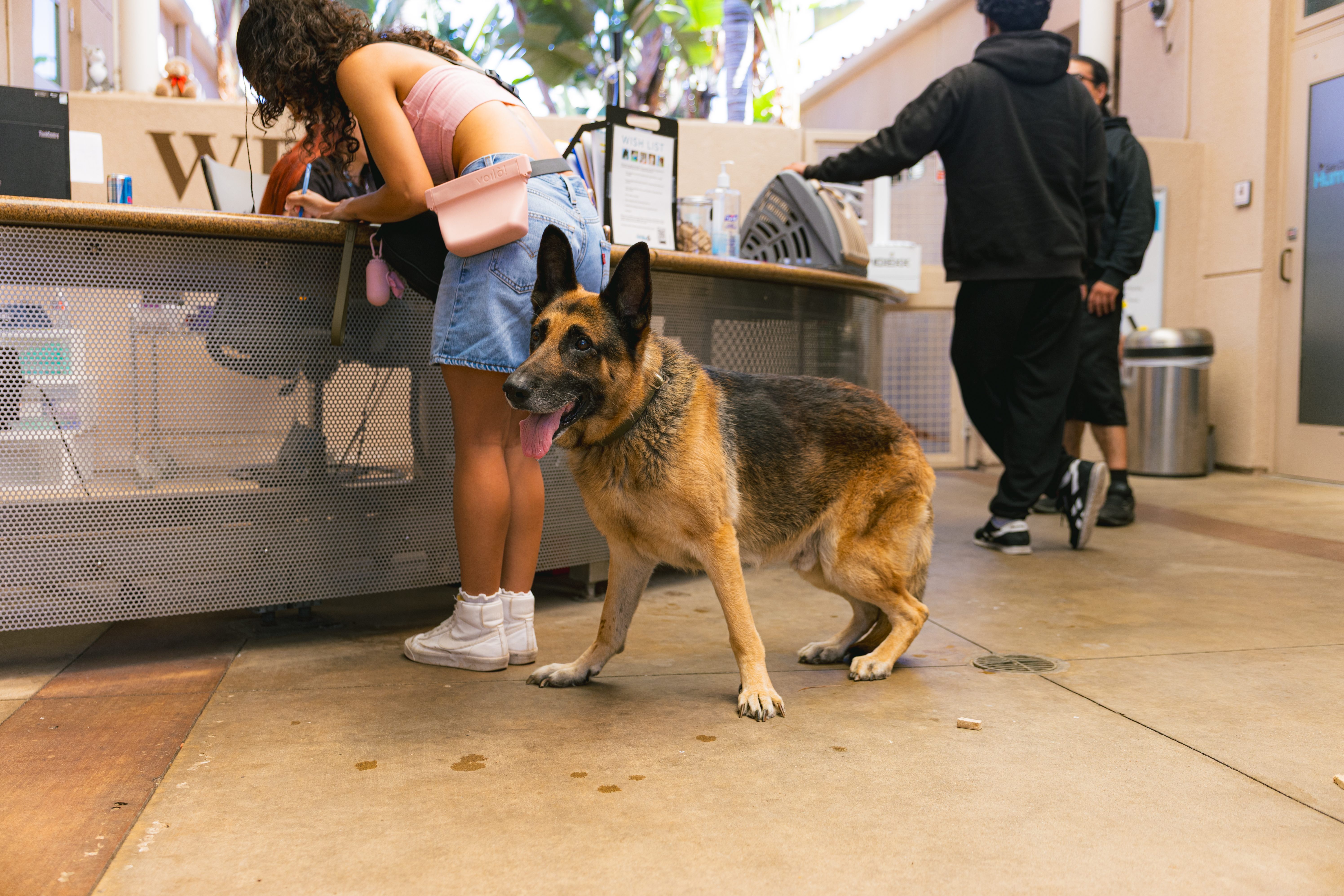 lost pets san diego humane society