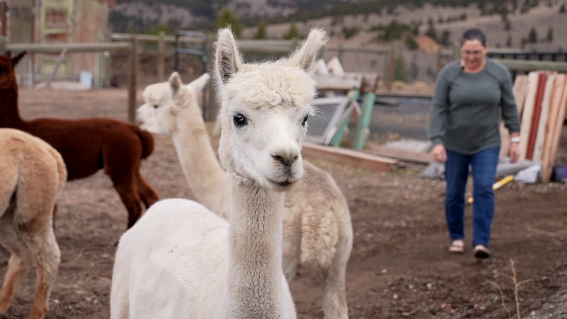 A farm to boutique alpaca business celebrates one year in Butte 