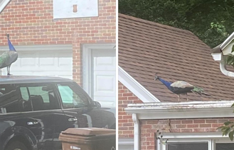 PEACOCK LOOSE 08122023.png