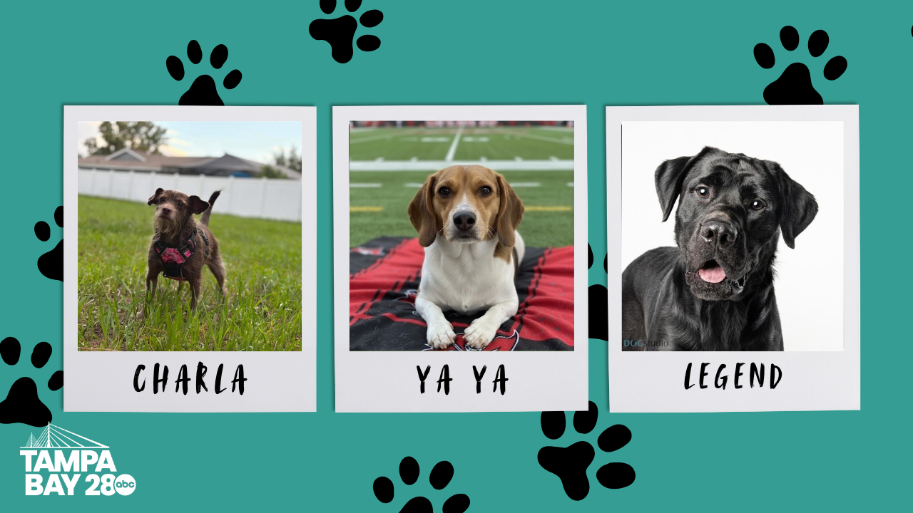 Tampa Bay 28 - Rescues in Action.png