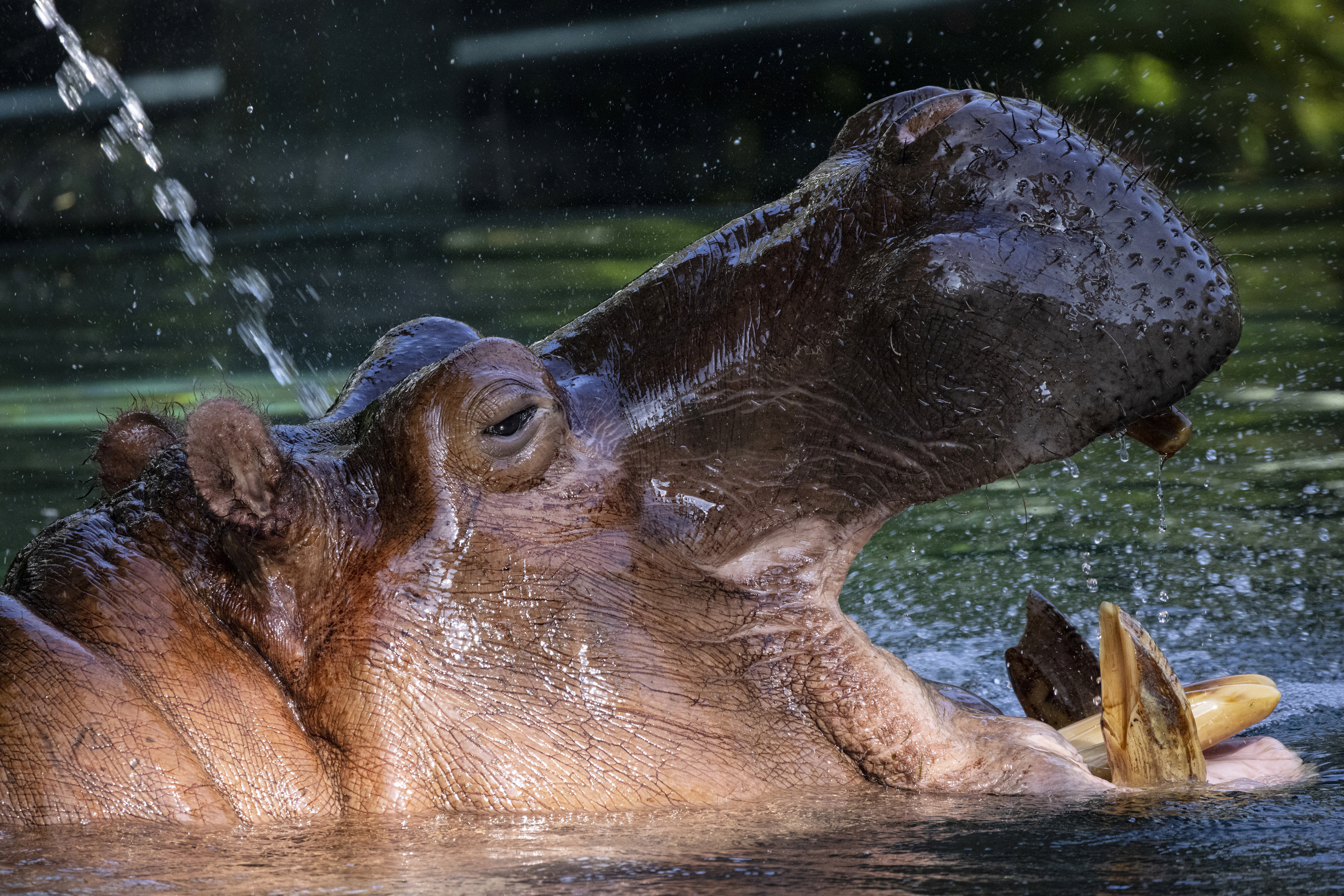 San Diego Zoo Hippo Dies