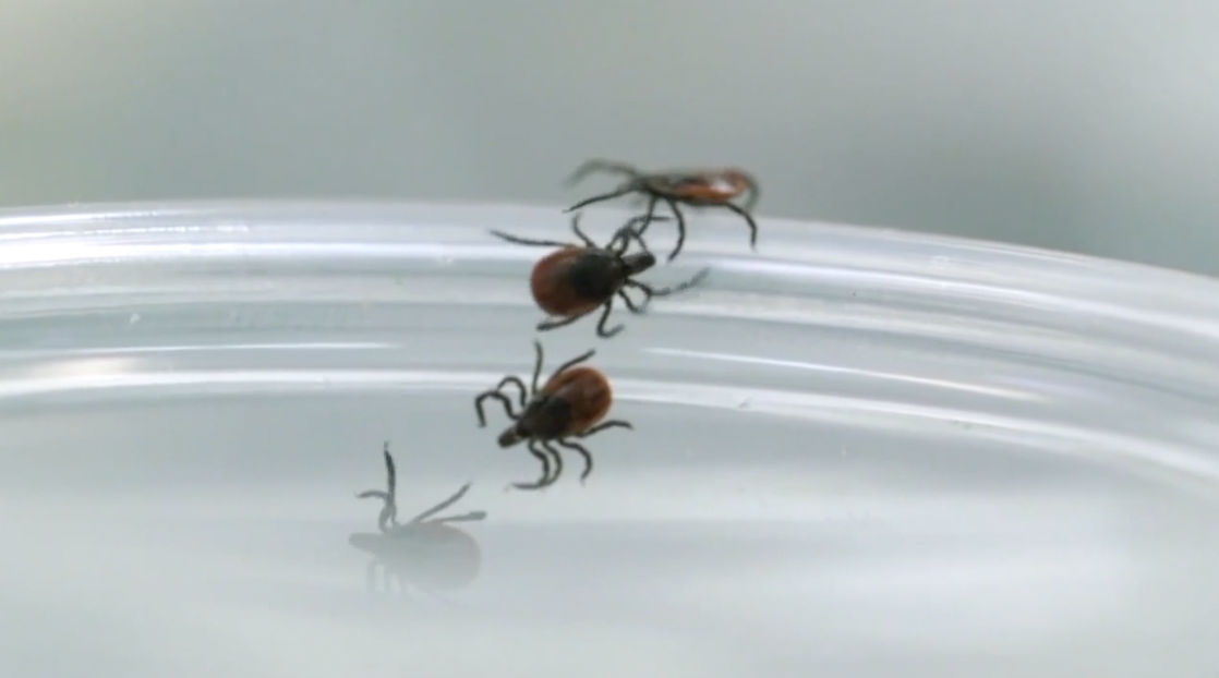 Tick season hits hard in mid-Michigan as federal program targets Lyme disease