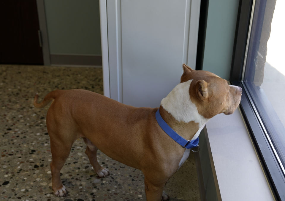 Pup rescued from Hurricane Ida seeks family in Ingham County