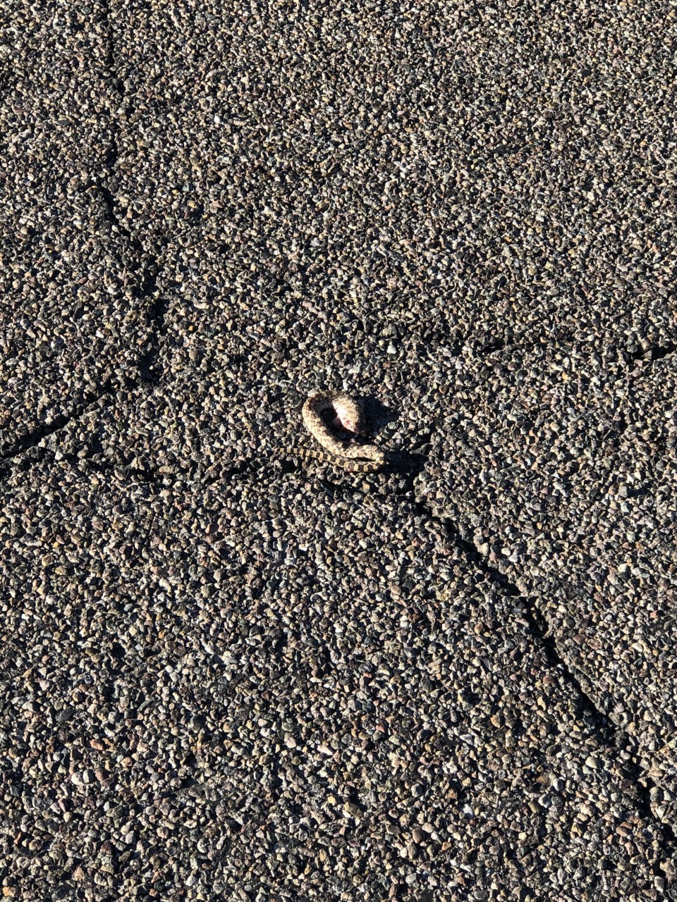 snake pic.jpg