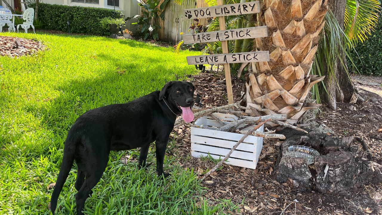 Neighbors unite through Dog Library