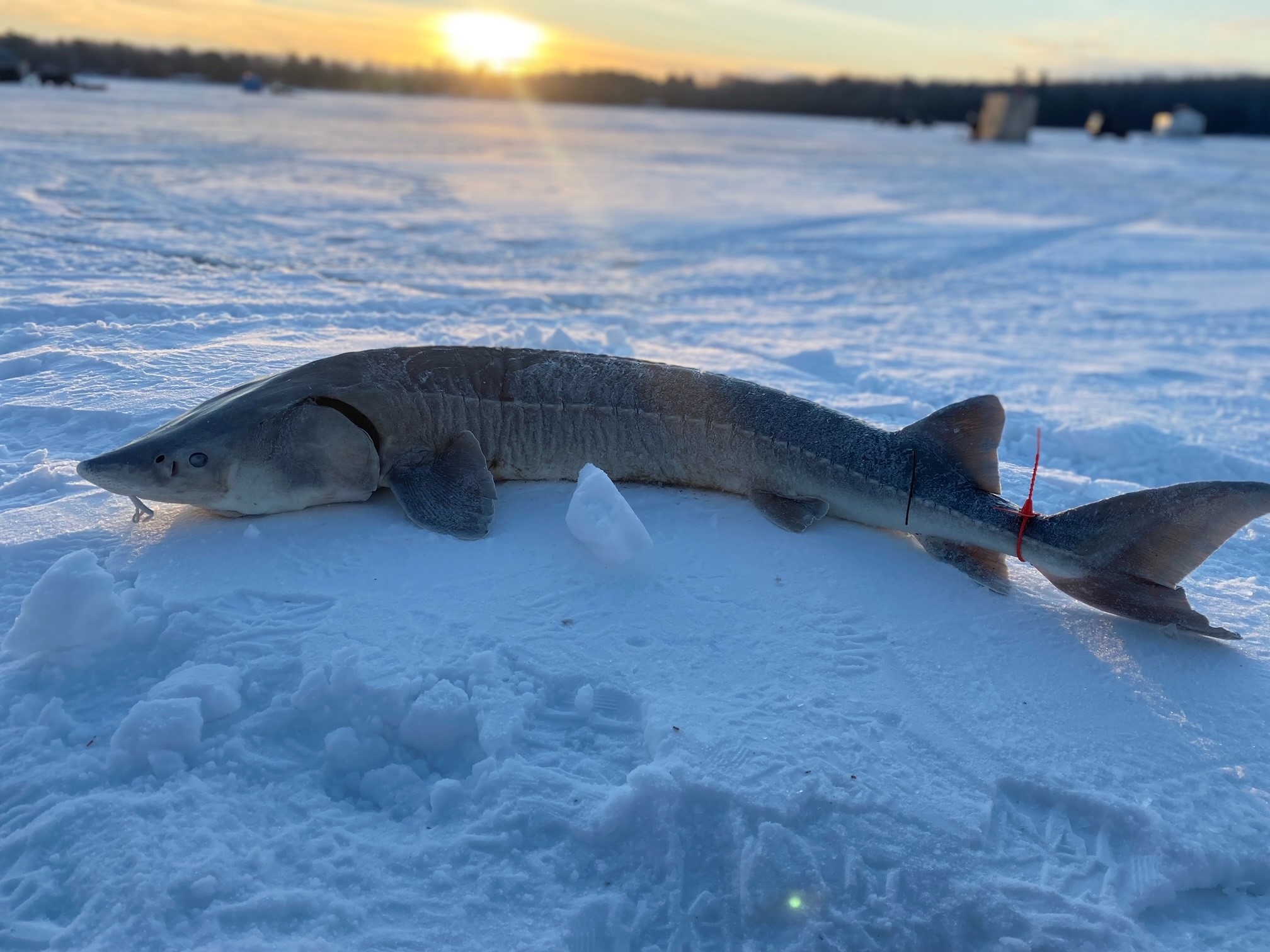 Sturgeon on ice.jpg