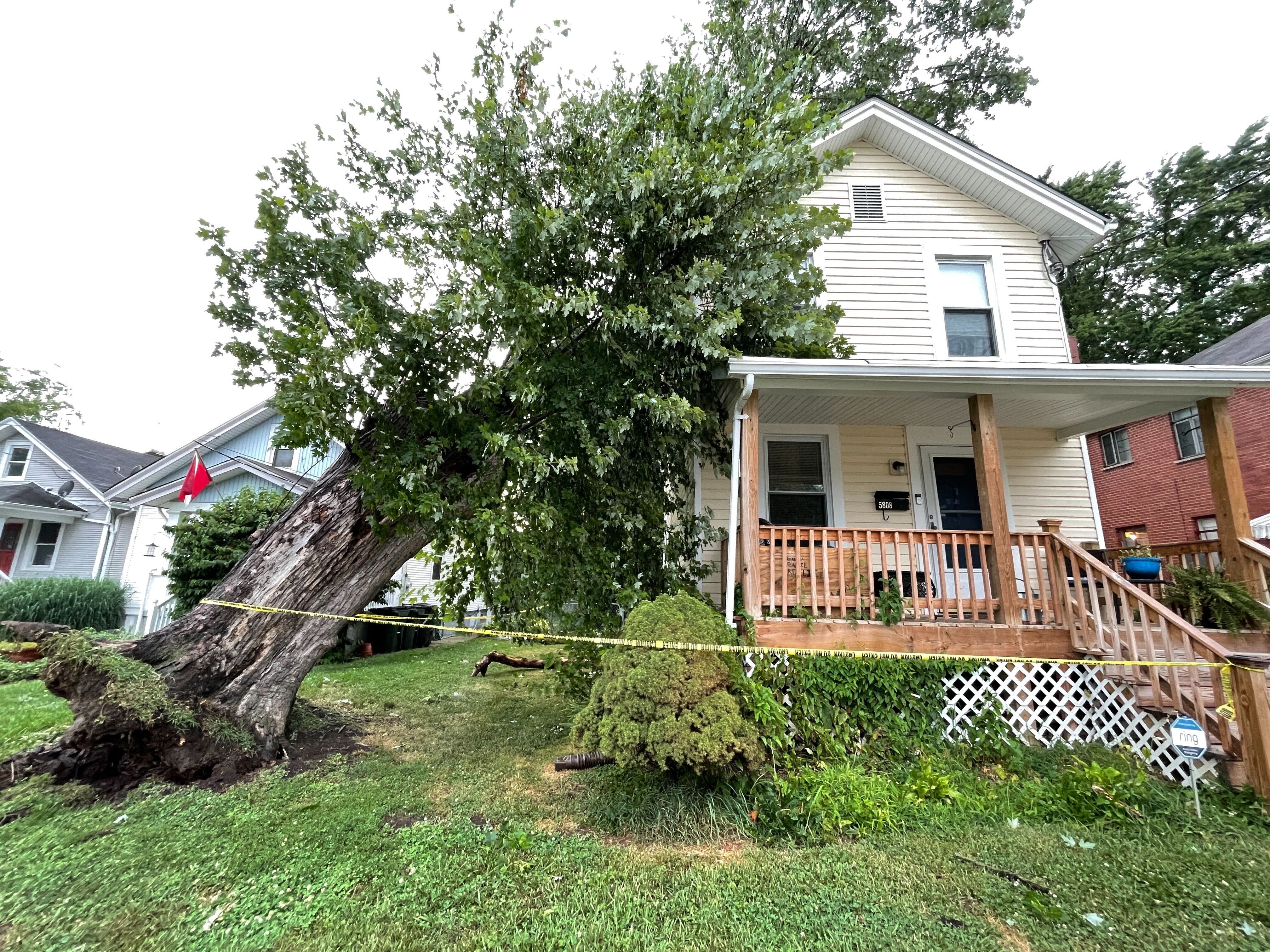 Tree on house fairfax