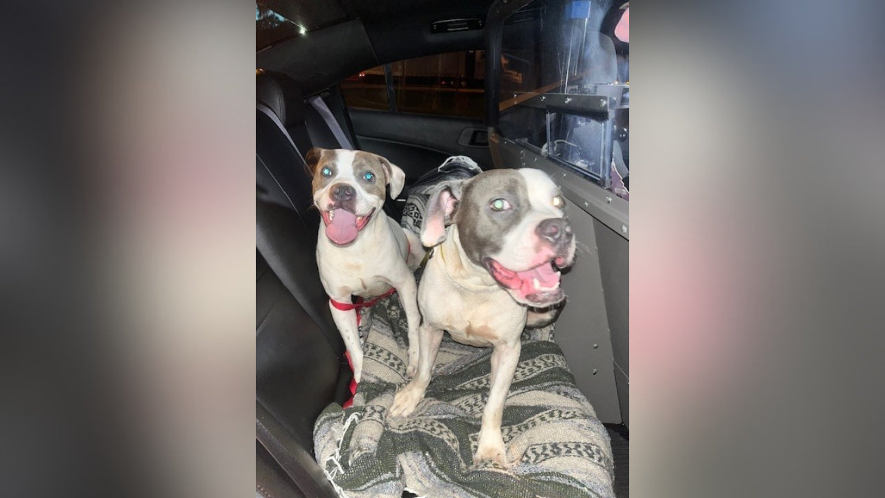 Sumter rest area dogs left.png