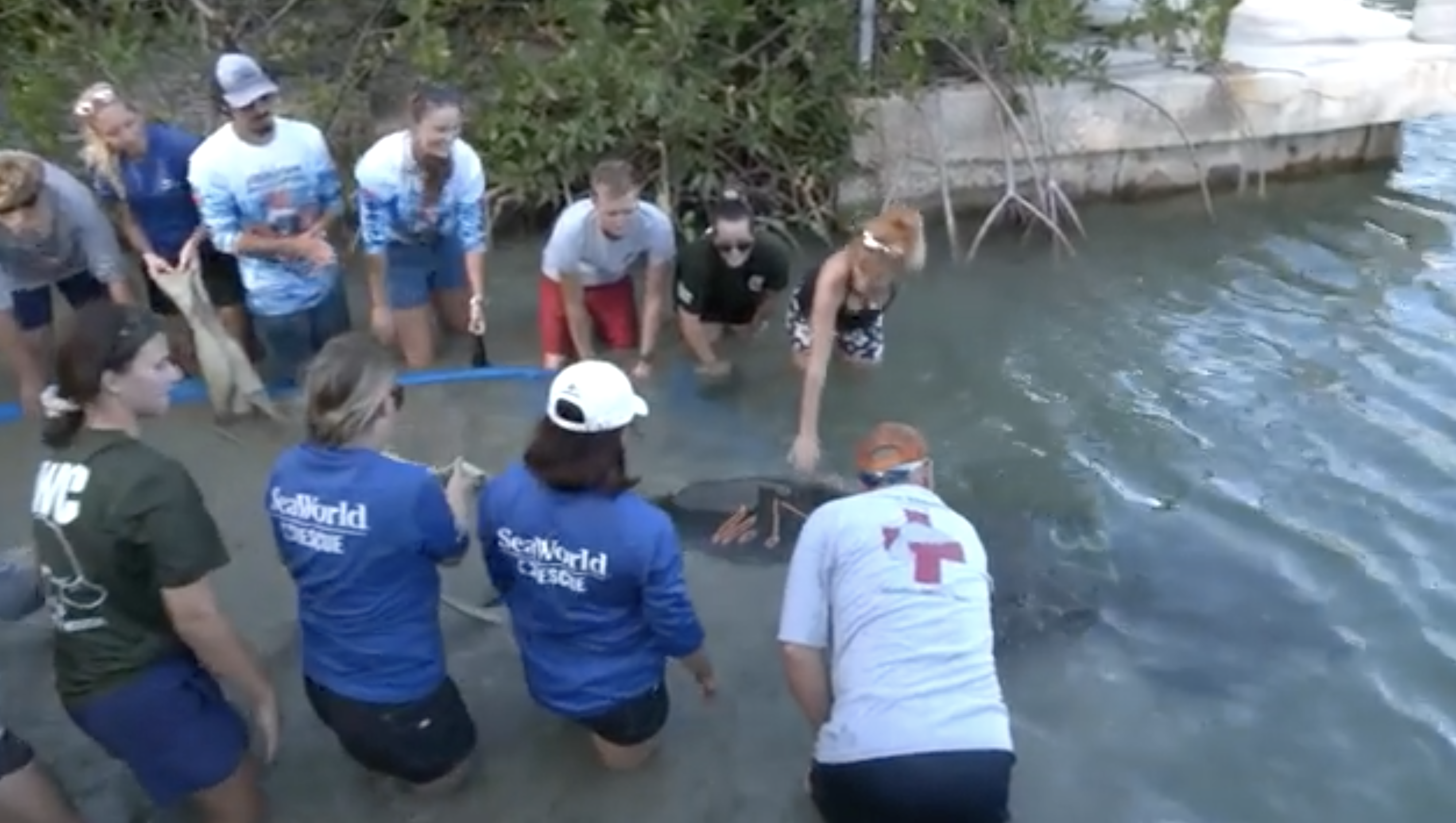 Florida Keys manatee release 