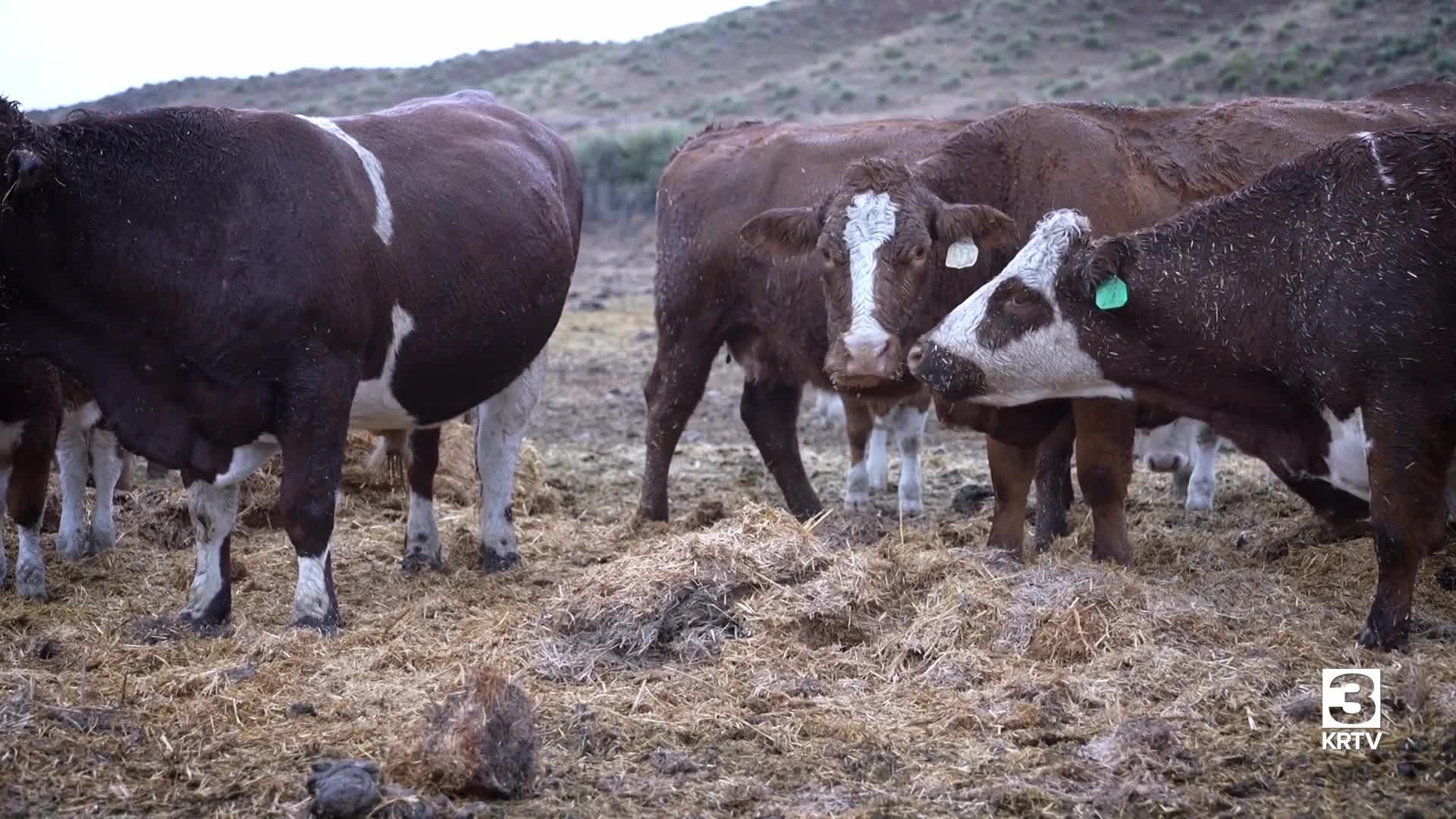Montana Ag Network: Federal investigation draws attention from ranchers and processors