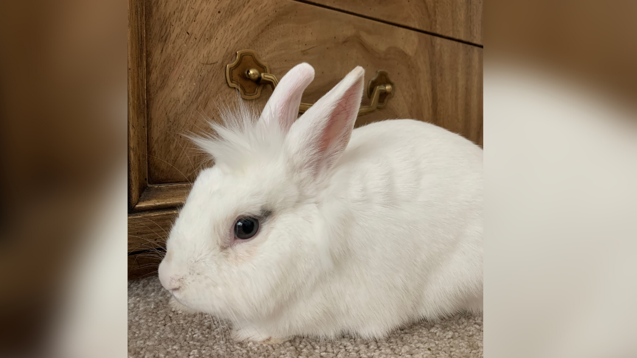 Tully's Tails stan lee3.png