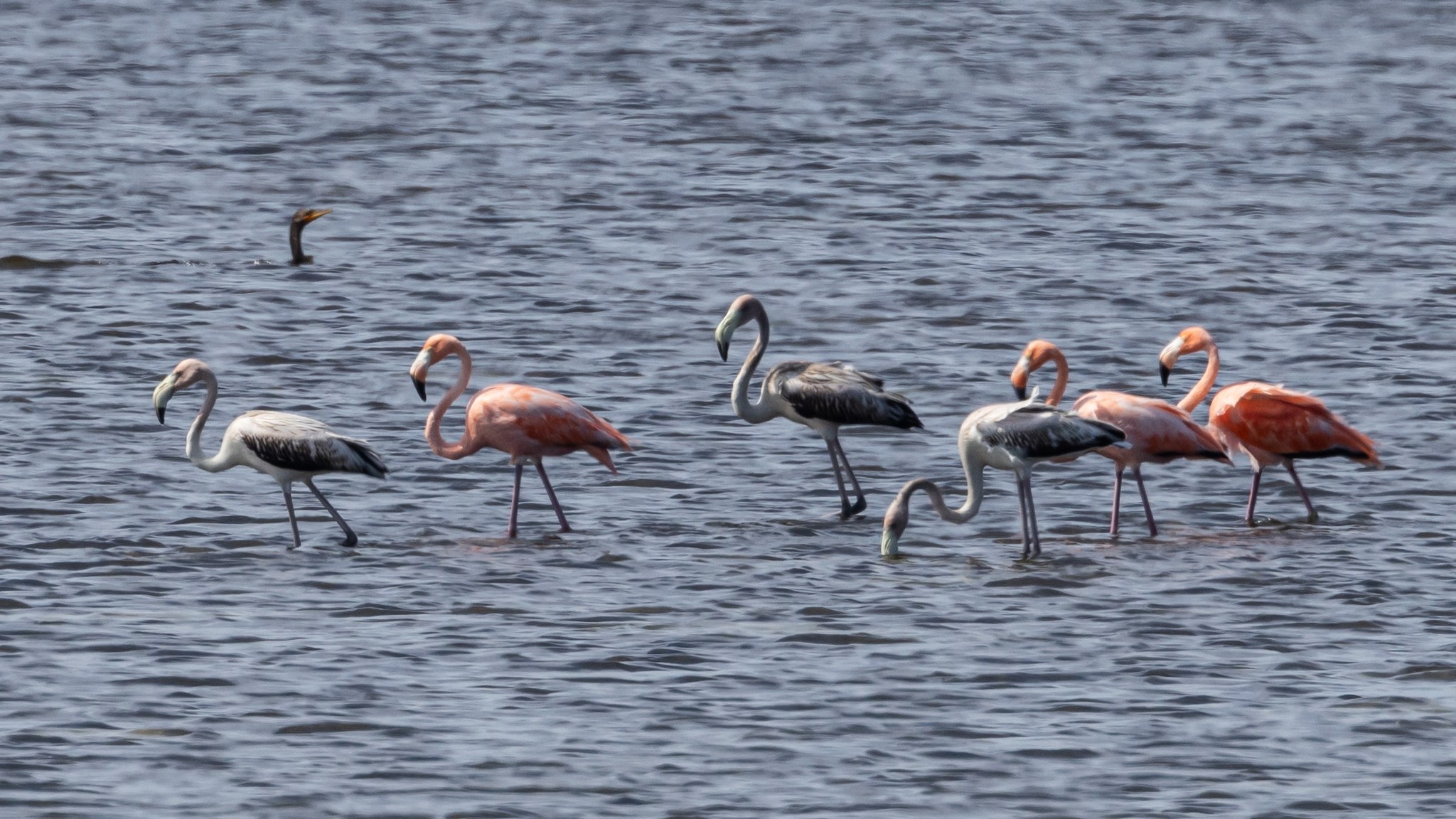 Pink Flamingos make an appearance at the Pea Island National Wildlife Refuge