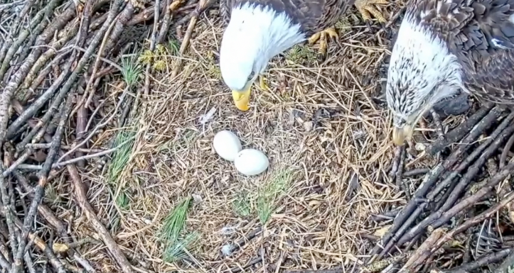 Eagles nest in Ottawa County