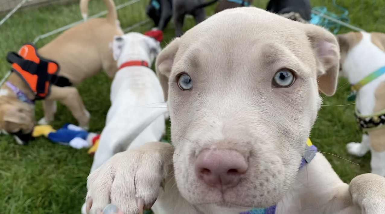 puppy party.png