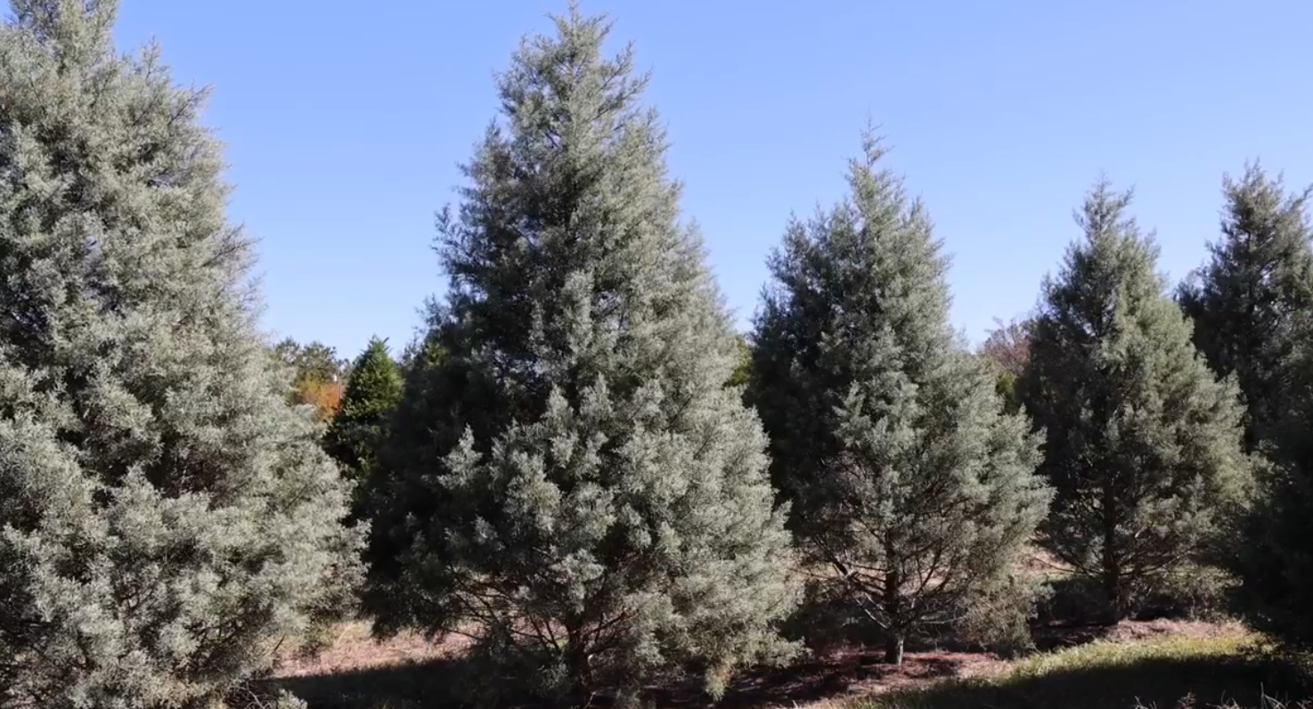 Christmas trees.PNG