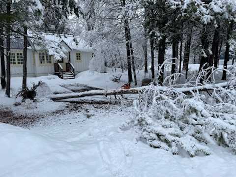 McCall Tree fallen 