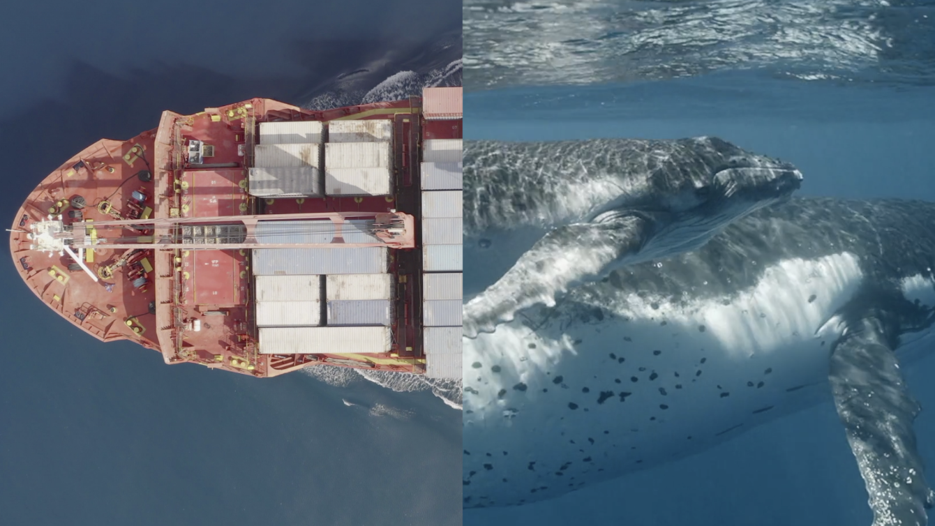 whale ship collisions.png