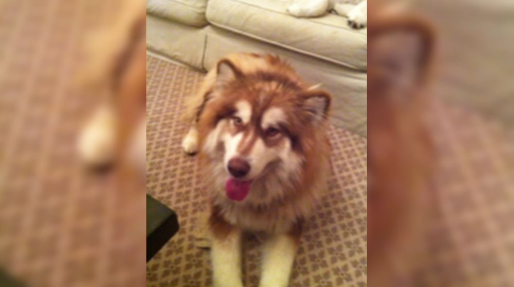 MALAMUTE WEB.JPG
