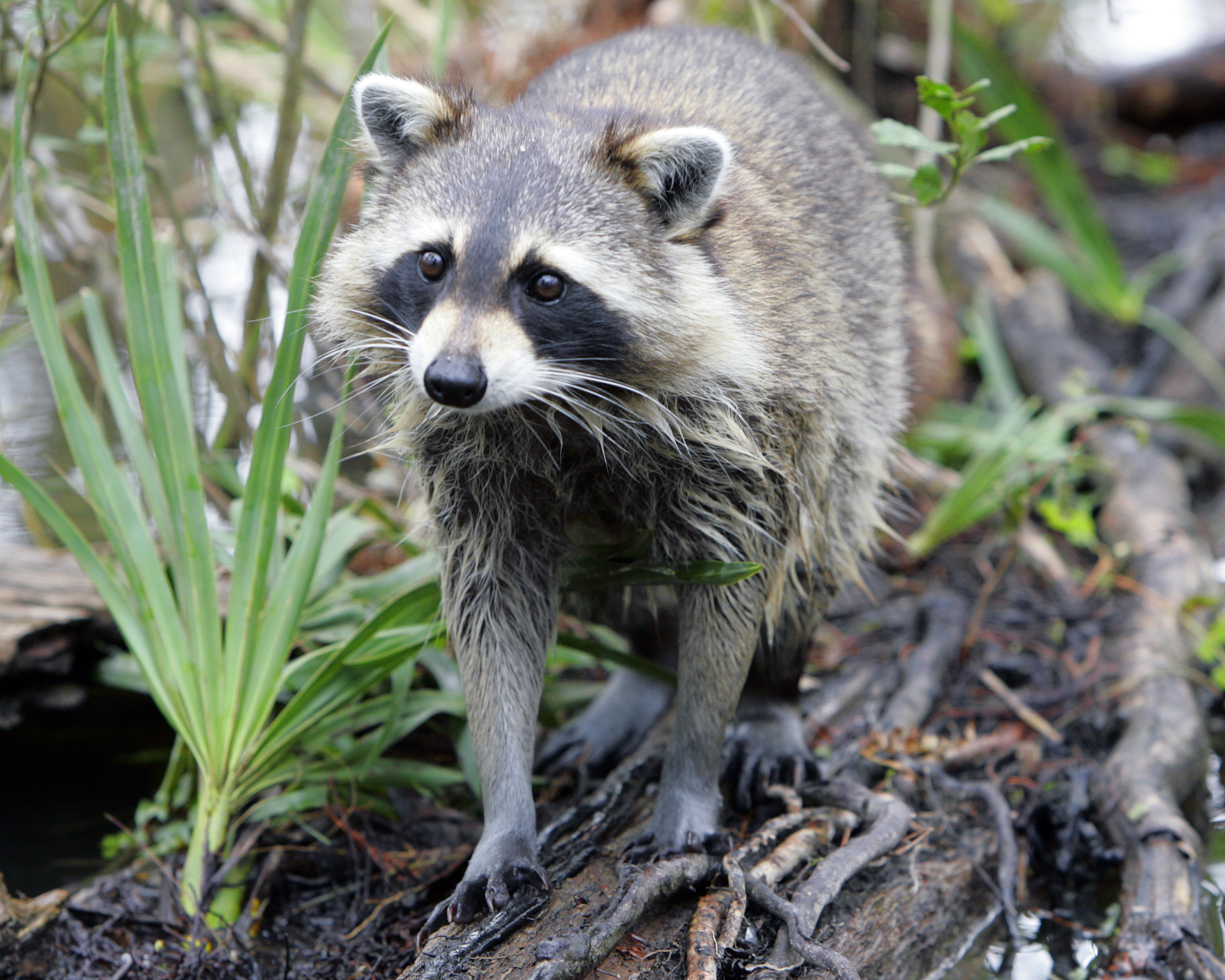 RACCOON AP Photo