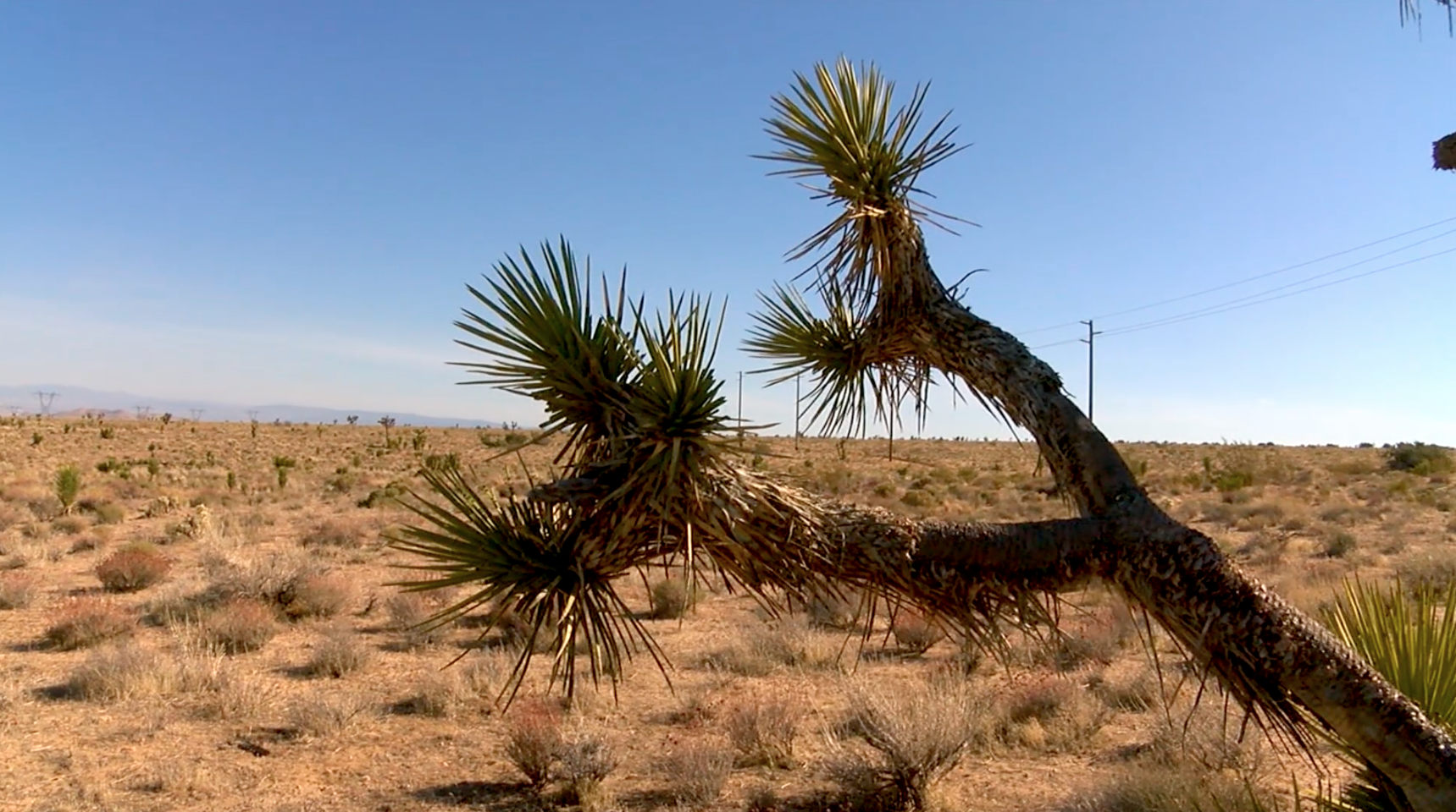 Joshua Trees, Tehachapi