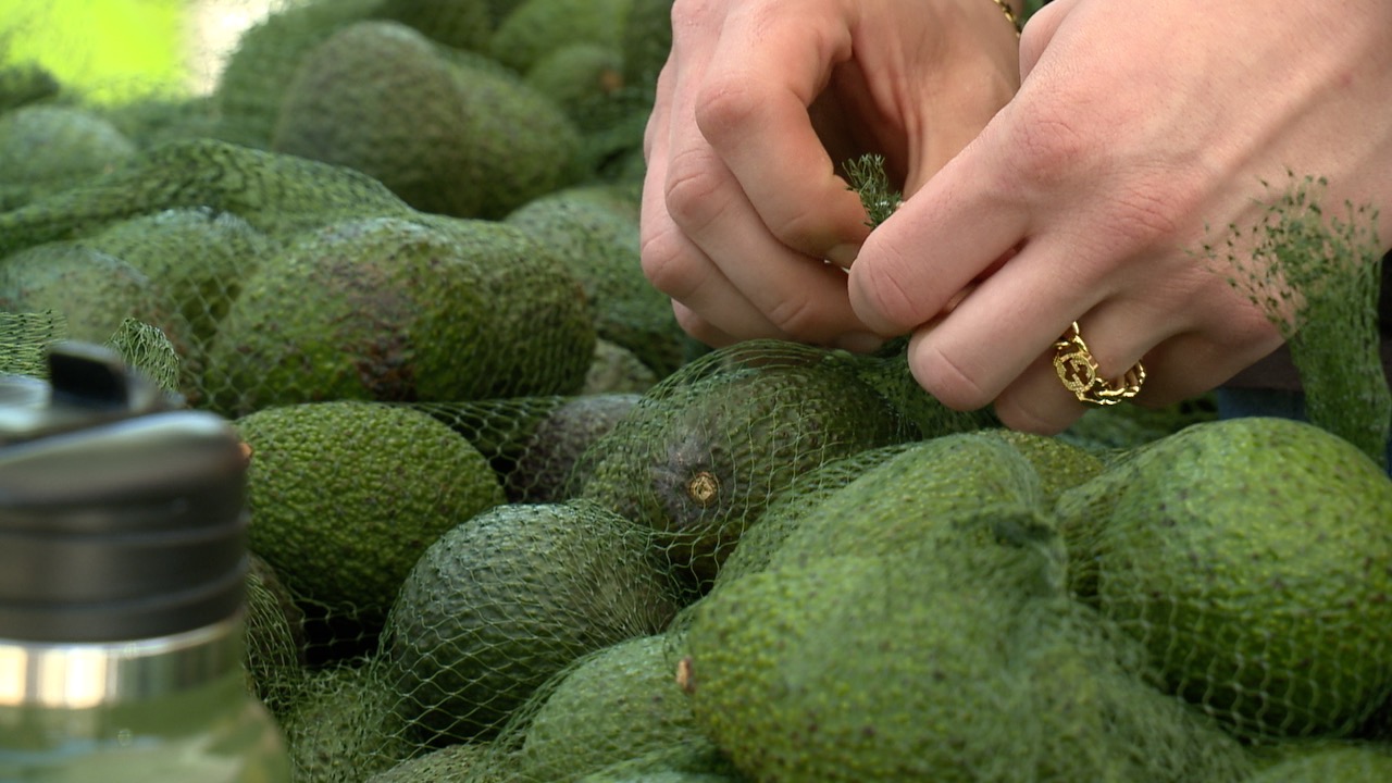 The 2023 Fallbrook Avocado Festival brought thousands to the downtown.