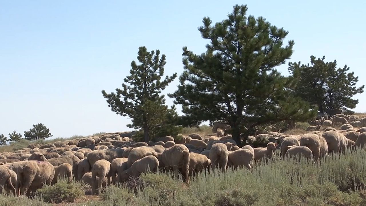 Sheep near Fishtail, Montana