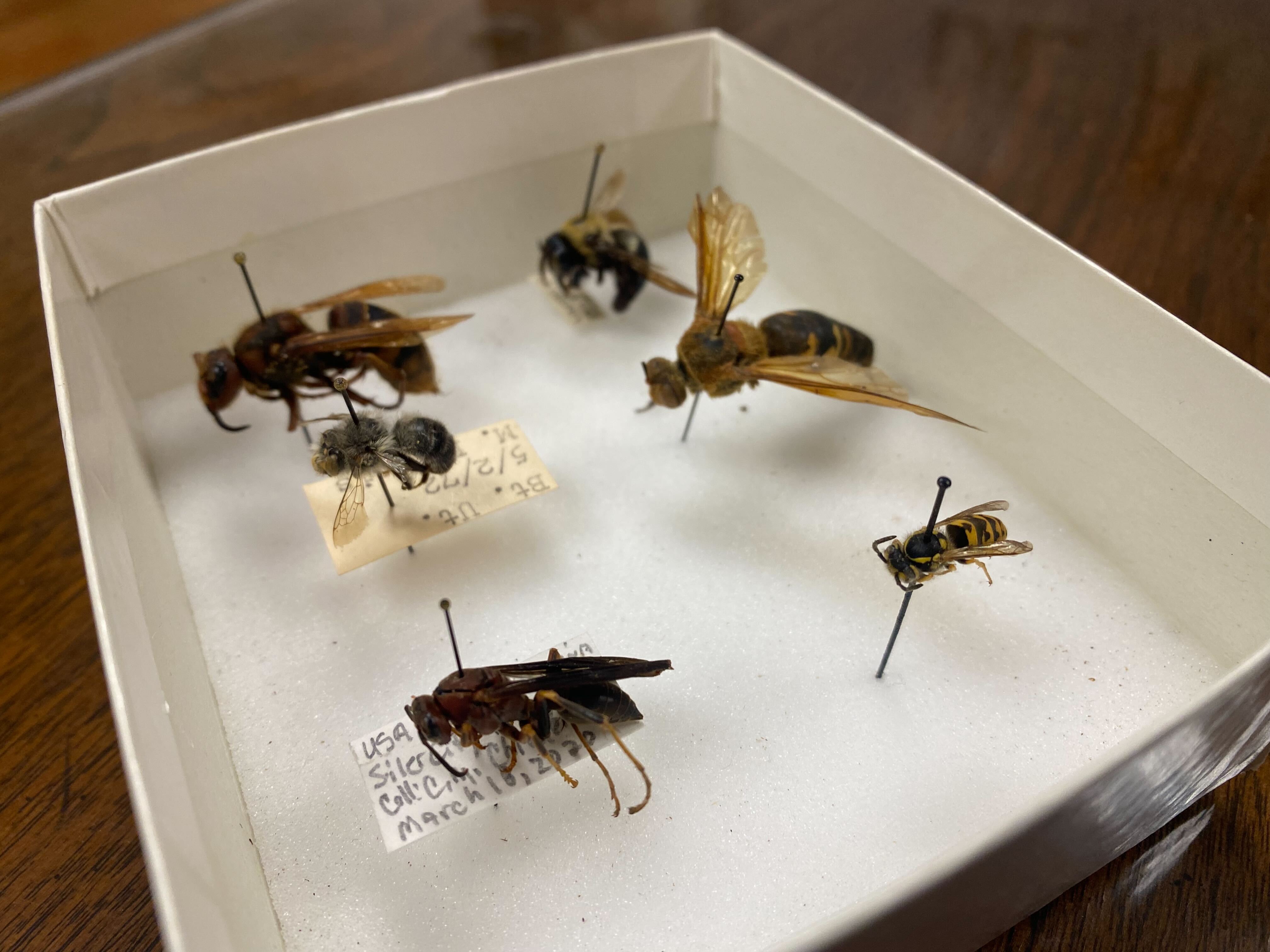 summertime pests.jpg