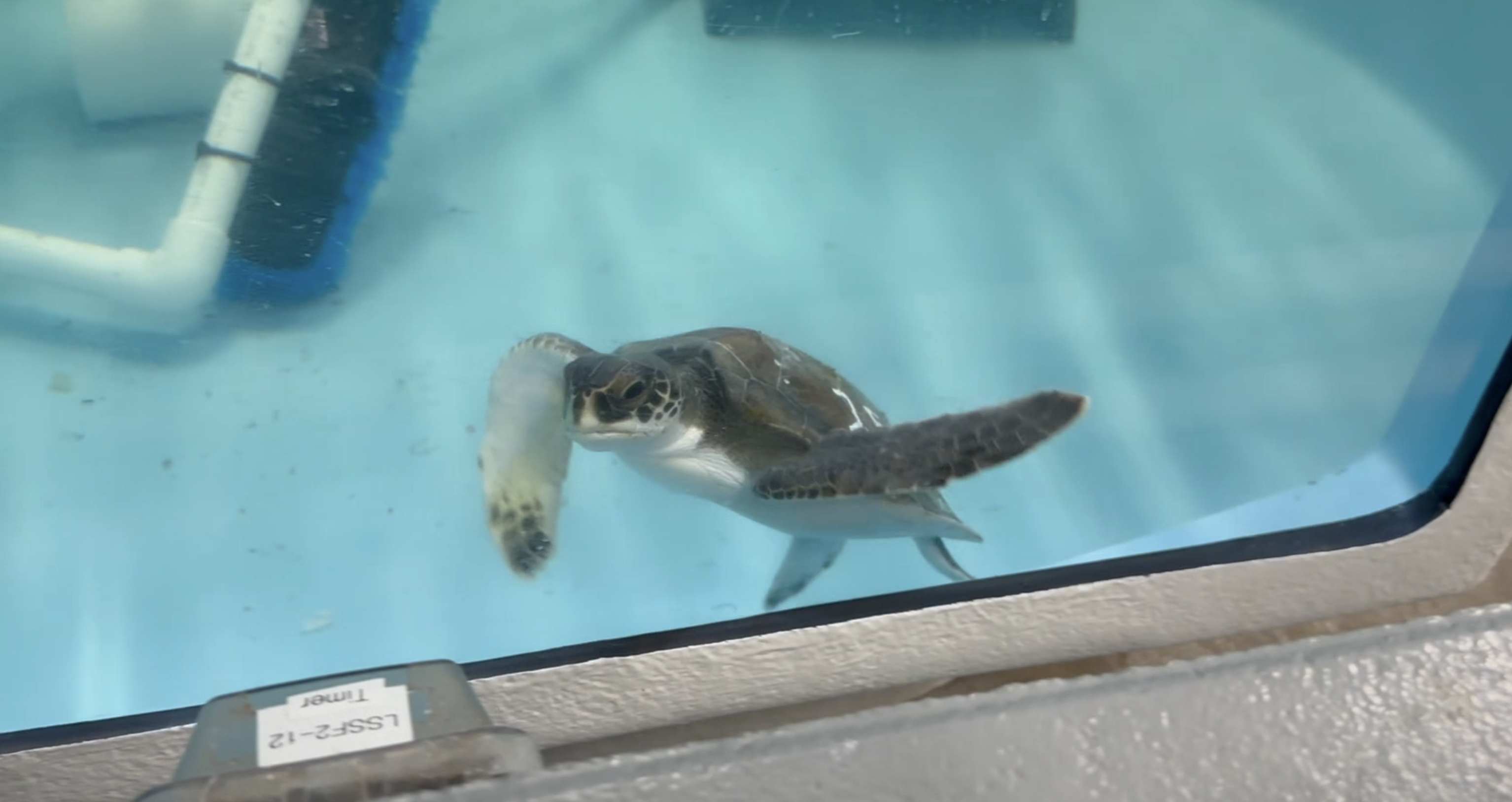 Cold-Stunned Sea Turtles