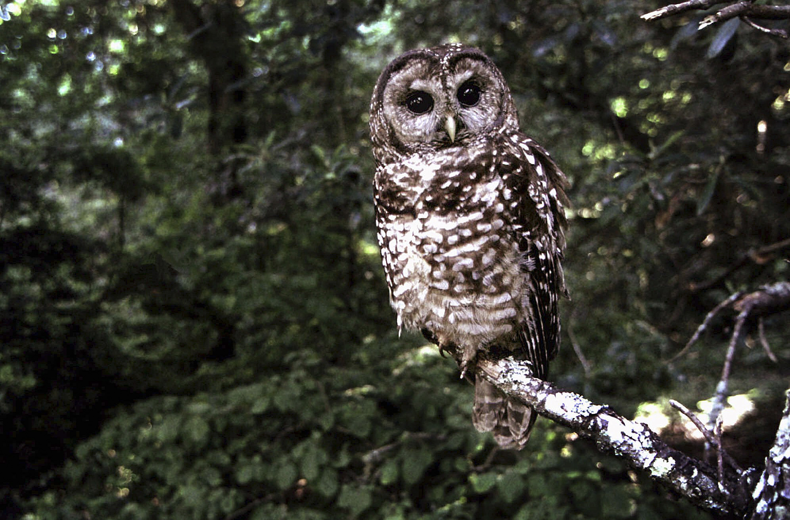 California Spotted Owl Protection