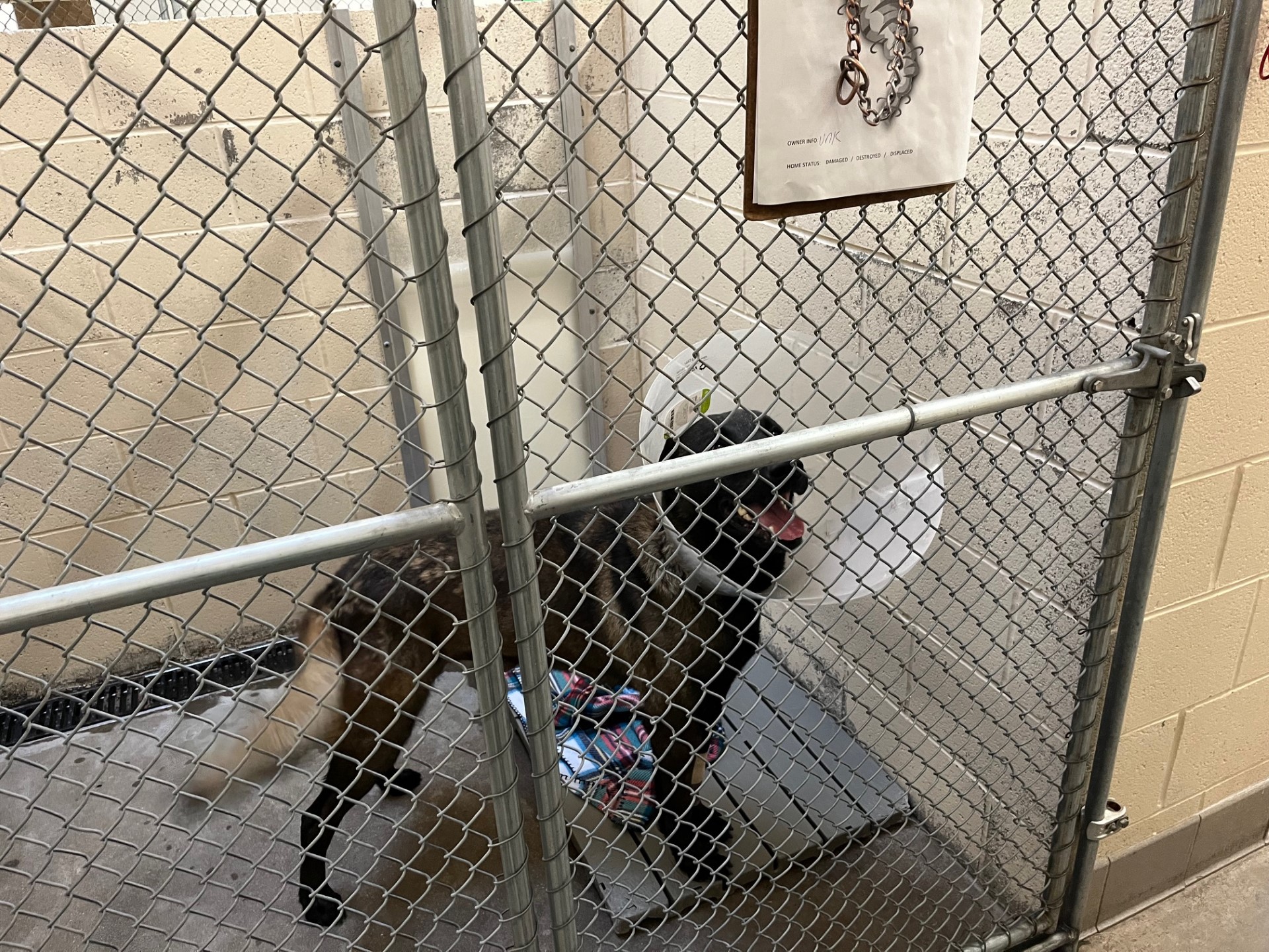 Clarksville dog found in tornado-damaged area
