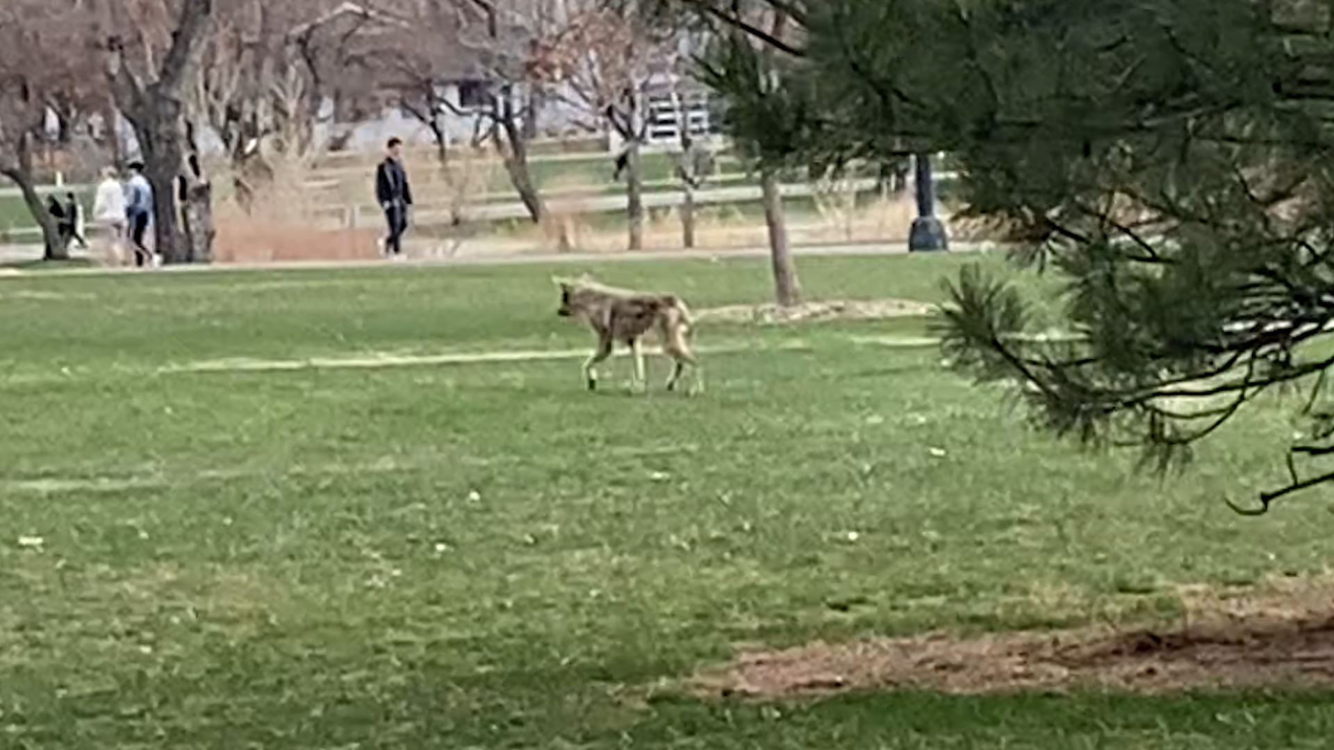 Mangy coyote at Wash Park