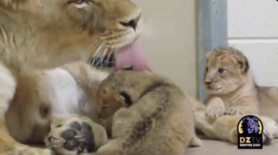 denver zoo lion cubs born in april 2020.png