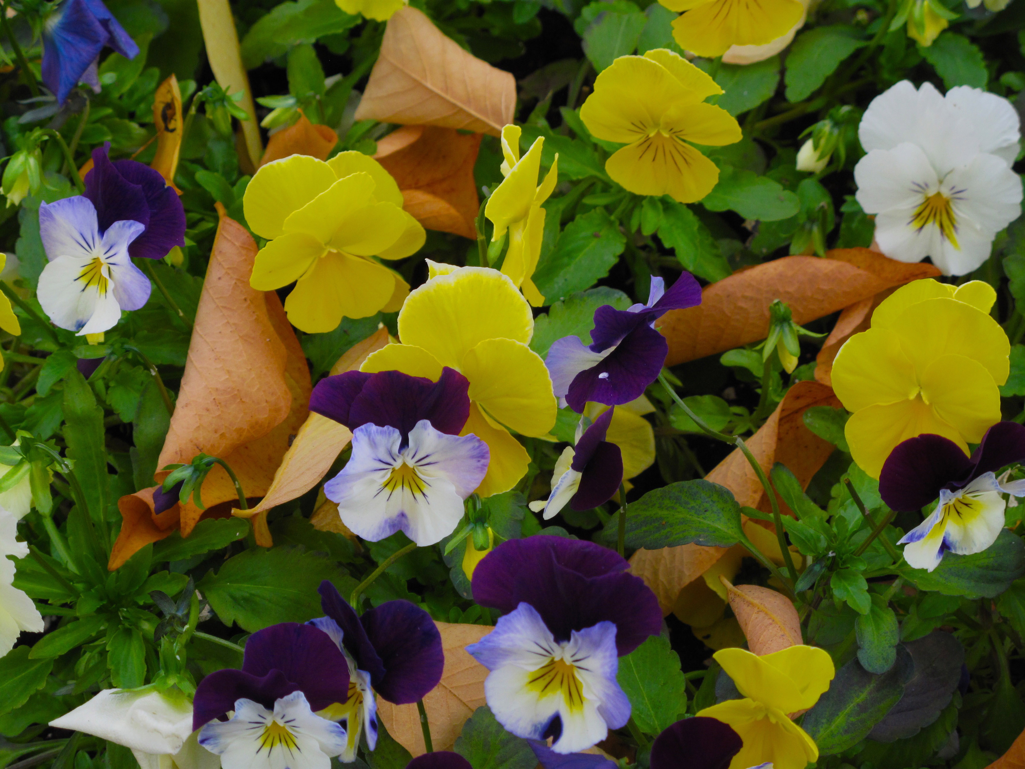 Brooks County High School FFA to hold plant sale fundraiser Oct. 21
