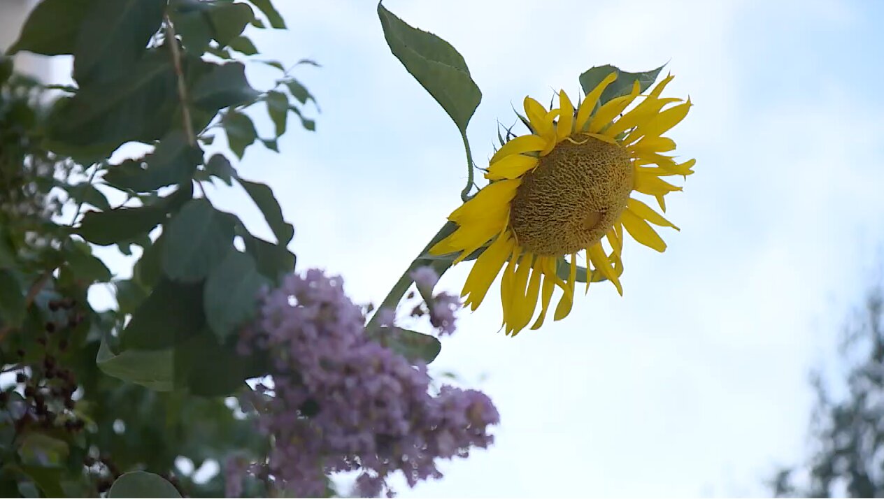 Sunflower.jpg