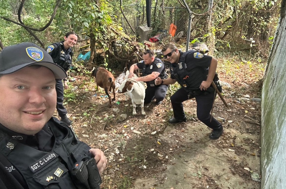 Goats on the loose: Baltimore Police wrangle four-legged lawn crew