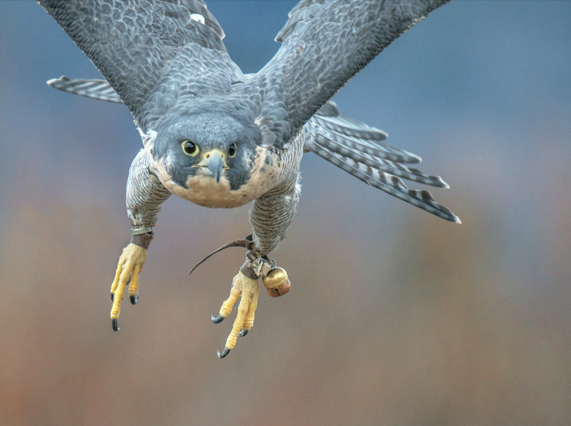 Sibley the Peregrine.png