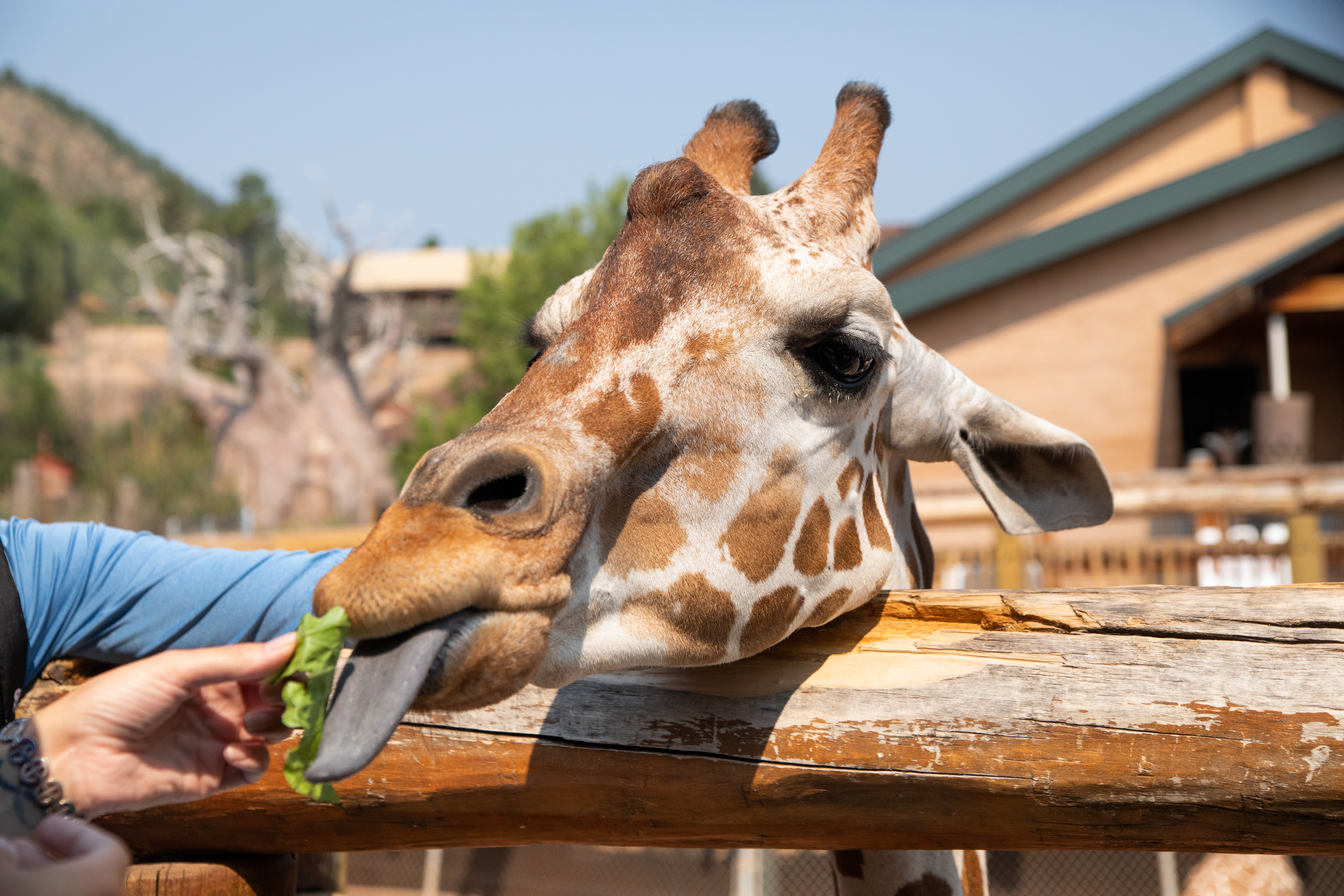 Giraffe Bailey Eating lettuce by Keri D