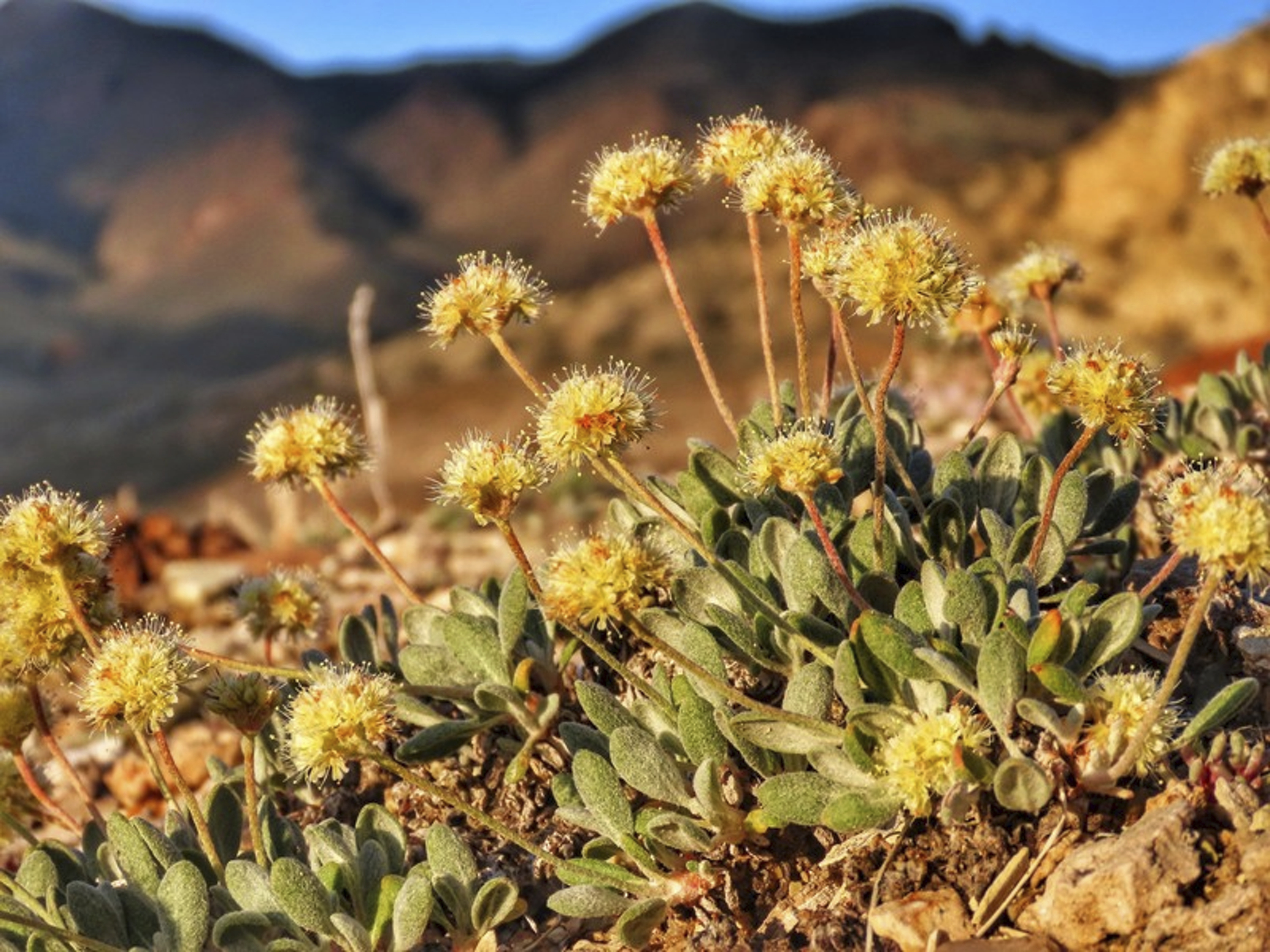 Endangered Wildflower Lithium Mine