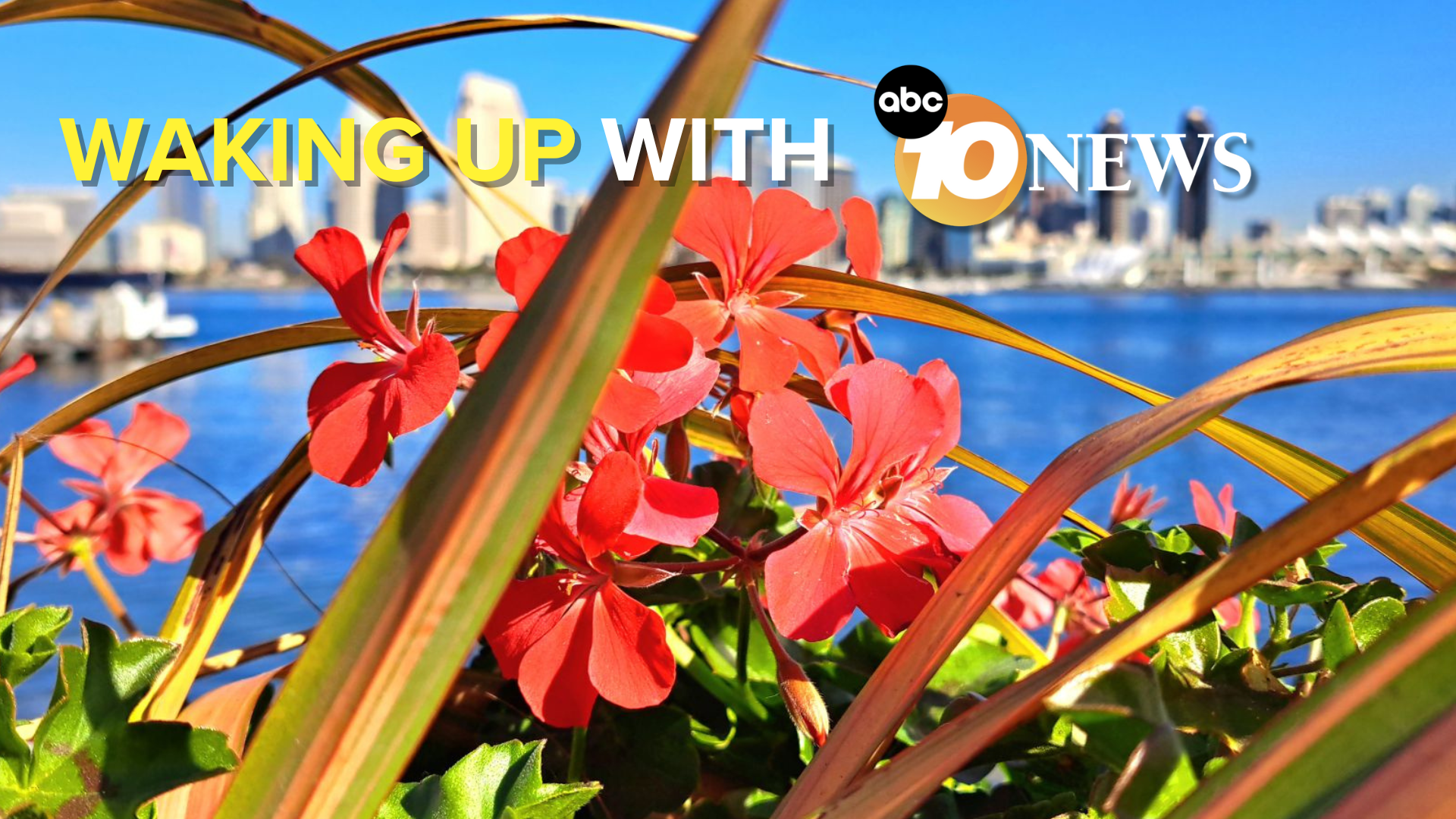 newsletter_barry_alman_coronado_flower.png