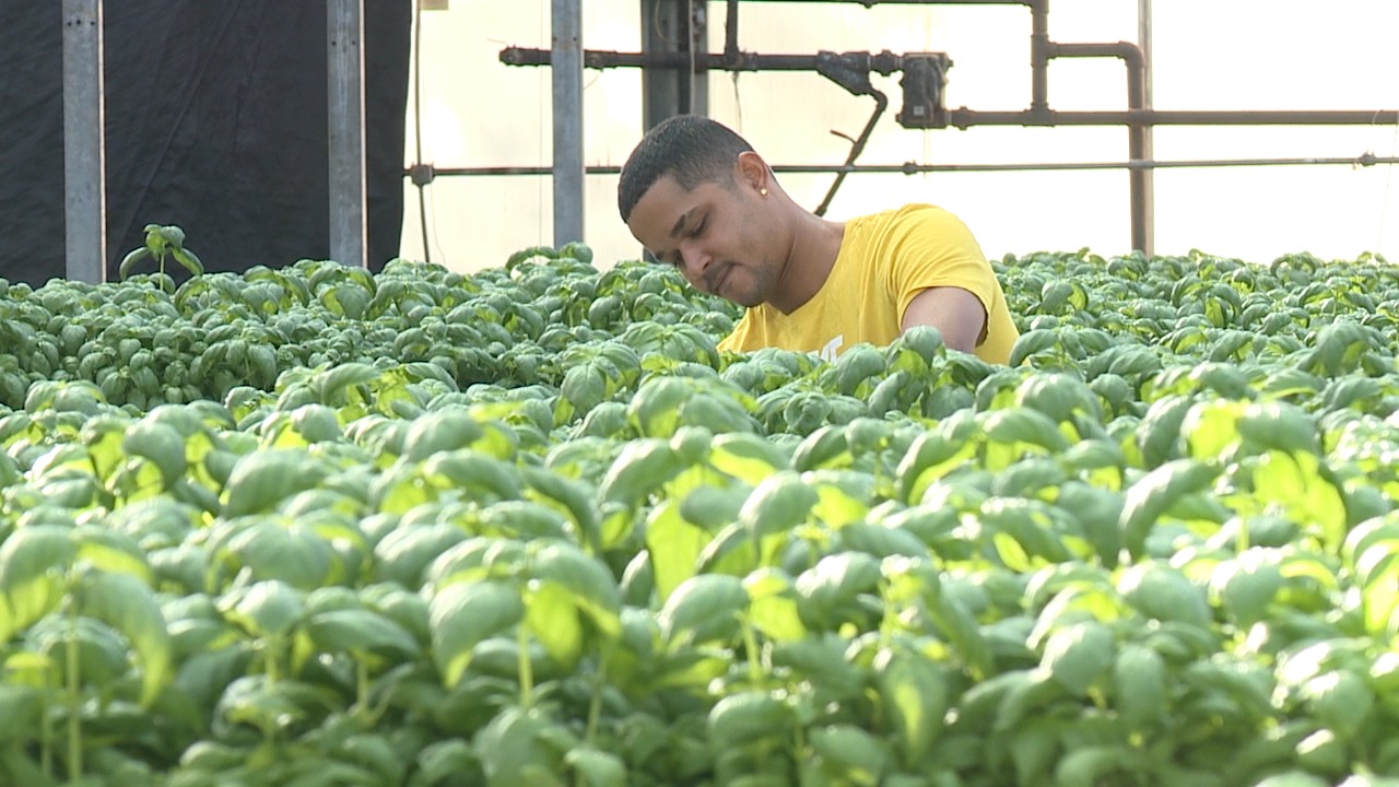 edible garden worker.jpg