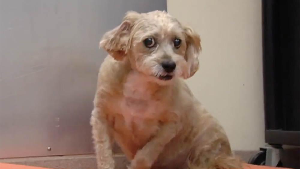 WPTV-PUPPY-MILLS.jpg