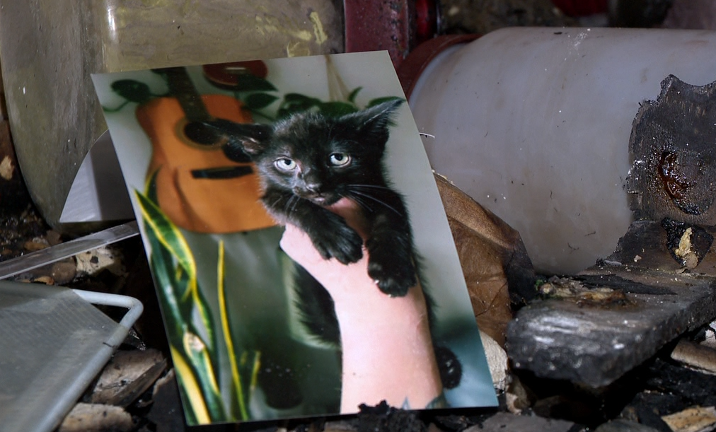kitten2.png