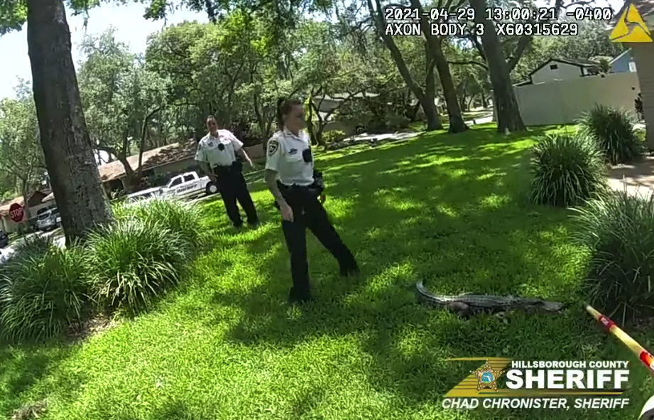 gator.png