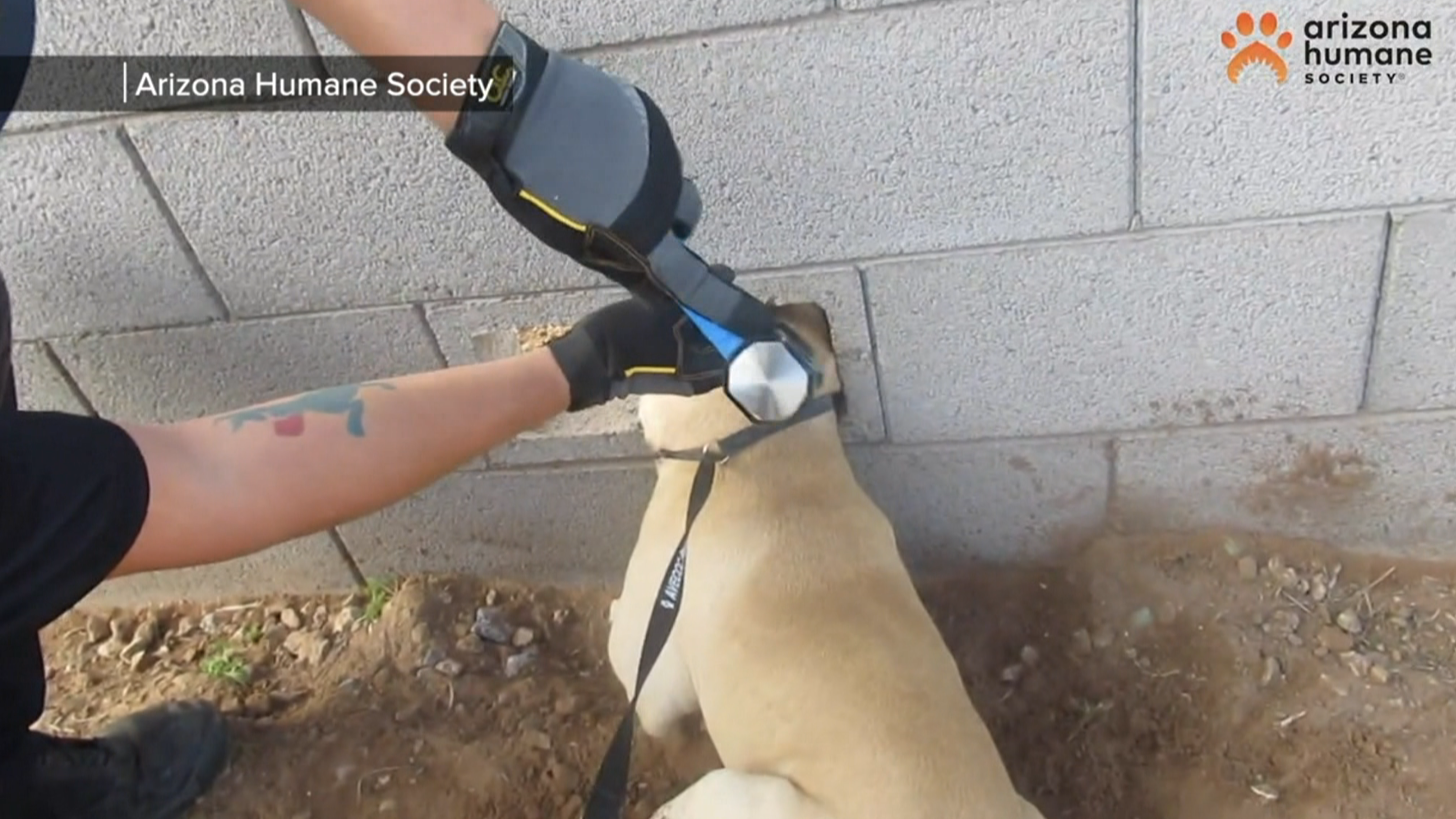 Arizona Humane Society rescues dog named "Buddy" after becoming stuck in a wall
