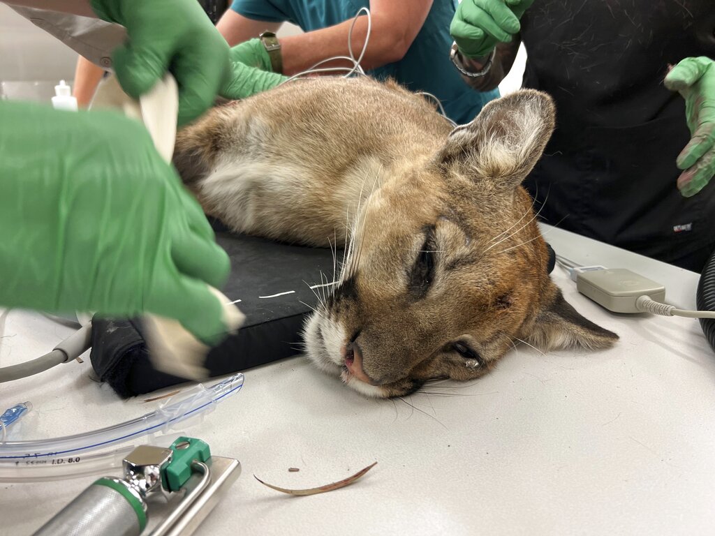 Mountain Lion Killed
