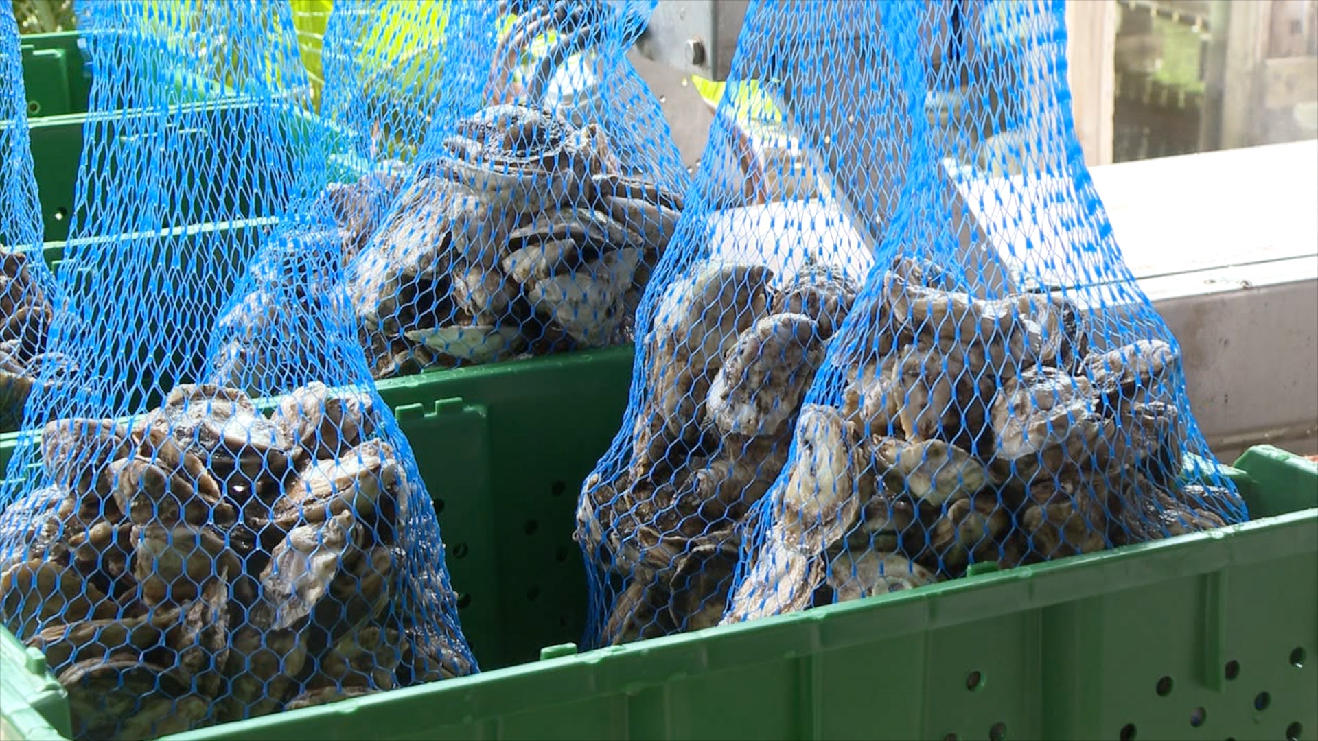 Oysters are brought prepared to go to the restaurant