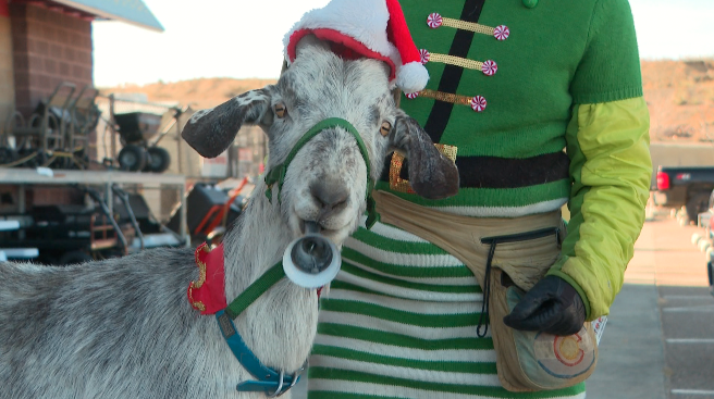 Pongo the goat bell ringer 