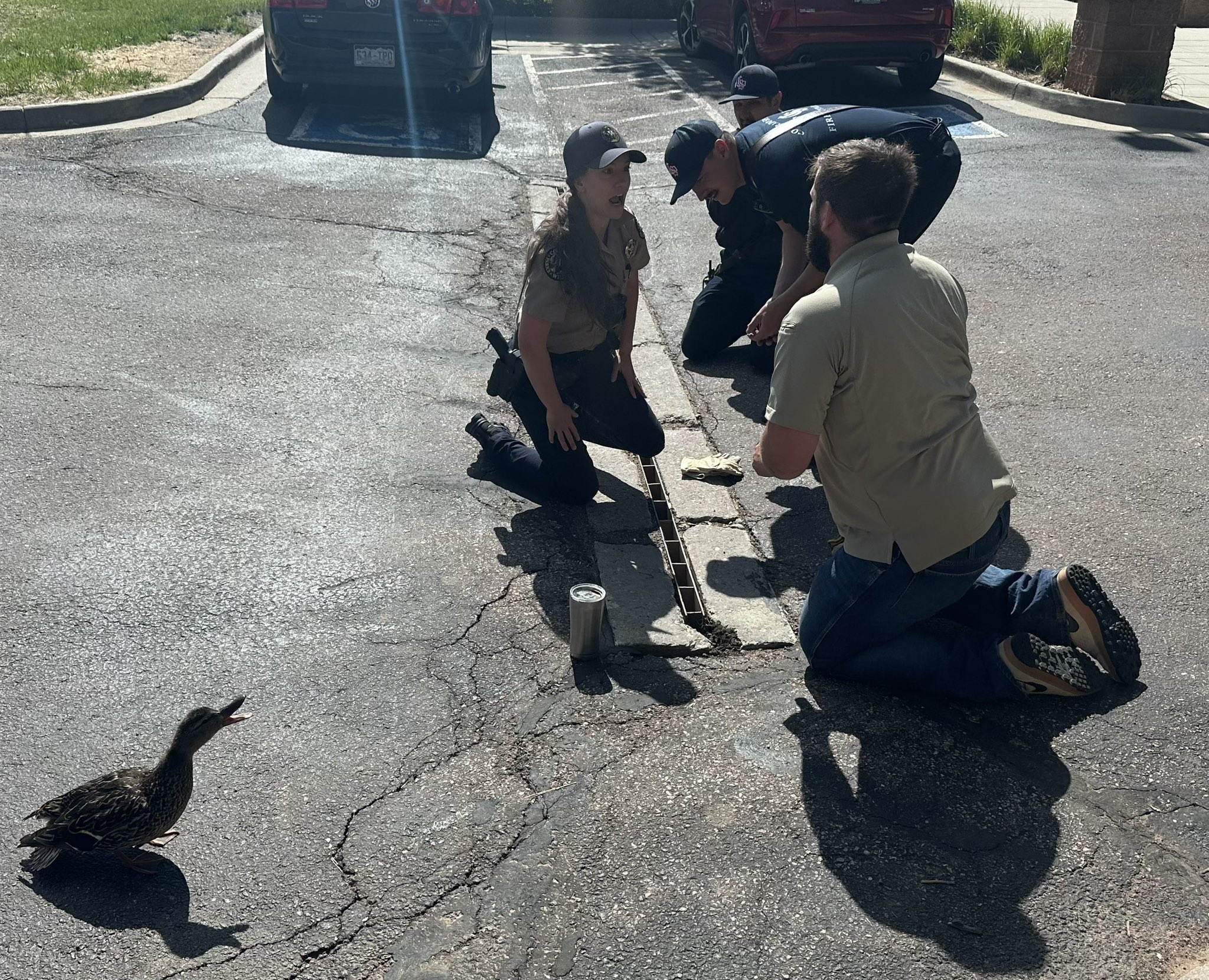CSFD saves baby ducks