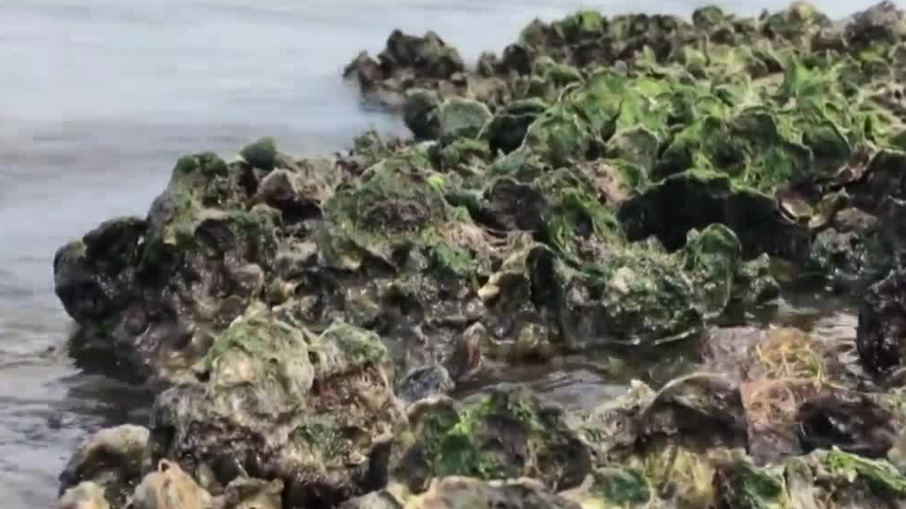 wptv-oyster-bed.jpg