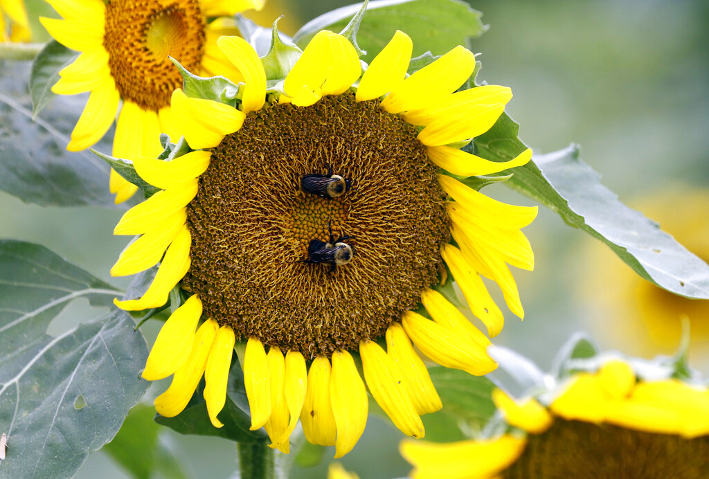 California Bumblebee Protection